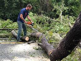 Best Storm Damage Tree Cleanup  in Siesta Shores, TX