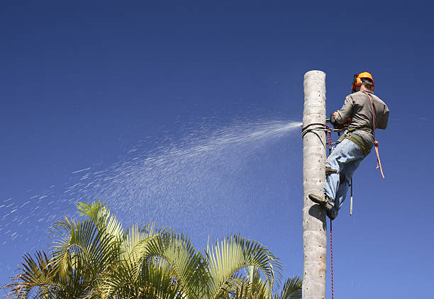 Best Utility Line Clearance  in Siesta Shores, TX