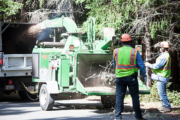 Best Palm Tree Trimming  in Siesta Shores, TX