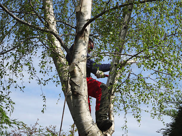 How Our Tree Care Process Works  in  Siesta Shores, TX