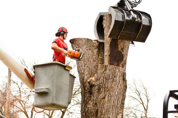 Best Tree Risk Assessment  in Siesta Shores, TX