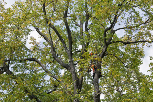 Best Tree Maintenance Programs  in Siesta Shores, TX